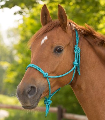 Knotted Halter
