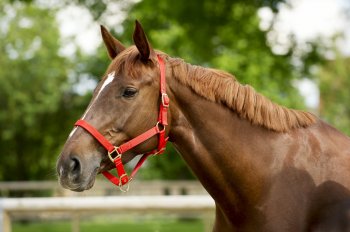 Adjustable Nylon Headcollar 