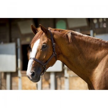 Apollo First Headcollar