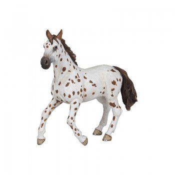 PAPO Appaloosa mare