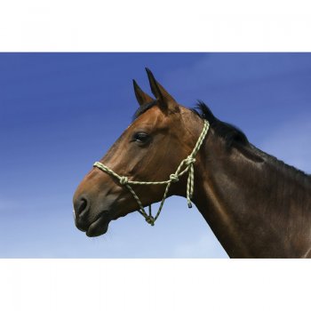 Rope Halter